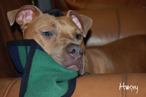 honey 2009 christmas