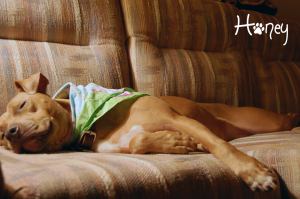 honey 2011 beachhouse lounging