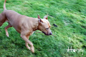 honey and stick 2012