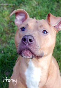 honey portrait2 2012