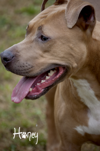 honey portrait3 2012