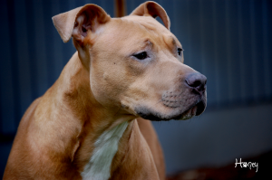 honey ultimate portrait2